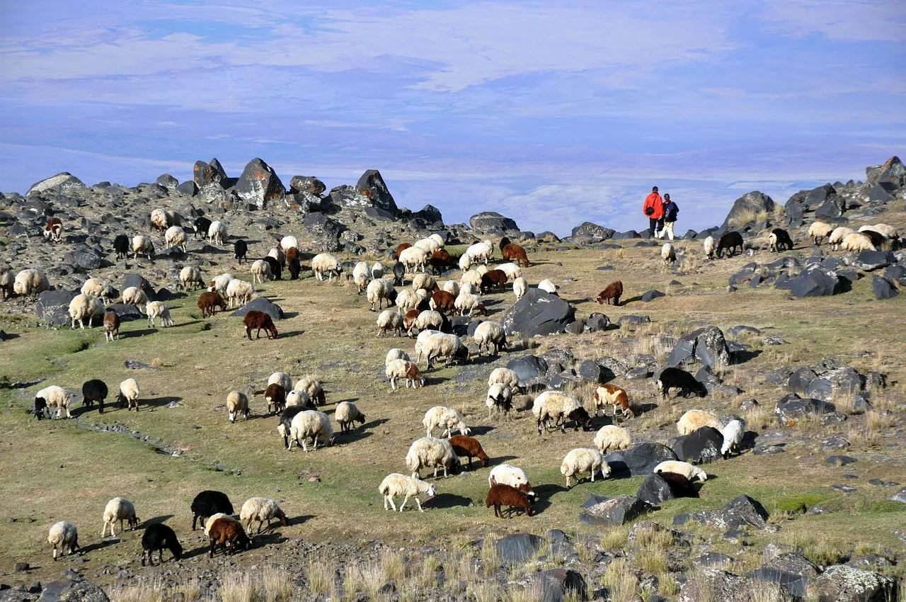 Ağrı